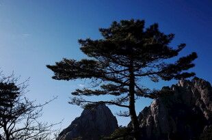 黄山孤松傲立蓝天之下