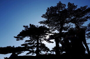 蓝天映衬下的松树剪影