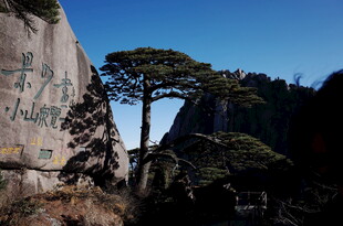 黄山奇峰与苍松景观