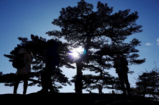 阳光下的树木剪影