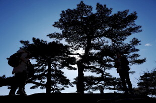 蓝天映衬下的苍松怪石