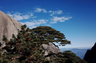 黄山奇松伴蓝天美景