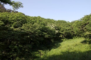 绿意盎然的山间草地