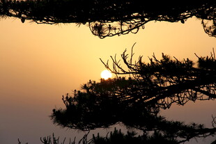 夕阳下的松枝剪影