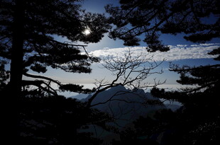 月夜下的树林与天空倒影