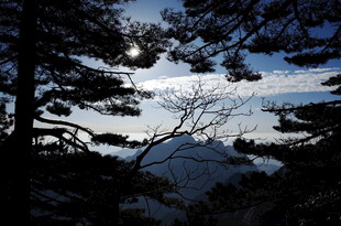 月夜下的静谧森林湖泊