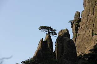 黄山奇峰上的孤松