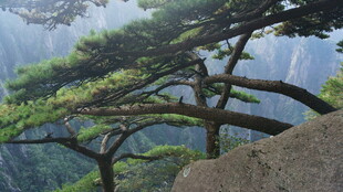 黄山奇松 绝壁上的自然奇观