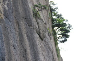 陡峭崖壁上的顽强树木