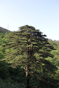 挺拔雪松屹立山间