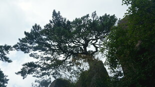 高大挺拔的树木