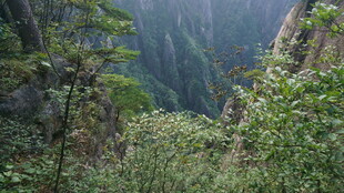 山间绿意盎然的深邃峡谷