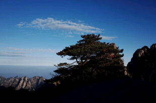 高山之巅的孤松美景