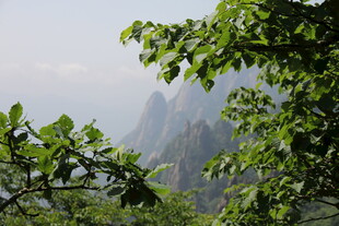 山间绿意与朦胧远山