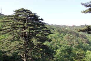 山林中的高大挺拔松树