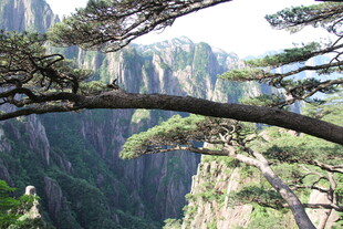 黄山奇松傲立悬崖