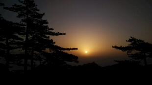 日落时分的松林美景