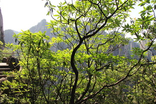 山间翠绿树枝 生机盎然