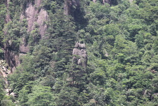 山林间的翠绿景致