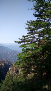 山巅青松瞰壮丽山谷