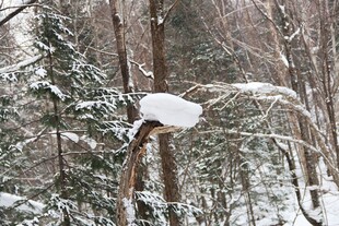 雪覆树枝的冬日森林景象