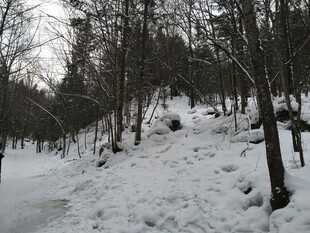 冬日雪覆树林景致