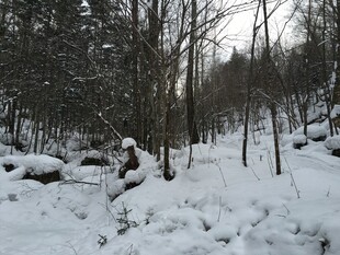 雪地林间的静谧景象