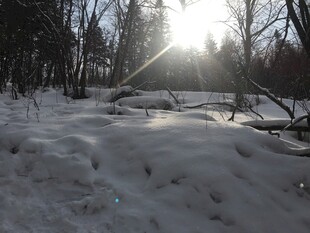 冬日雪地林间阳光景象