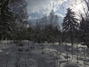 冬日雪景中的静谧树林