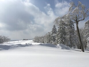 冬日雪景中的银白世界