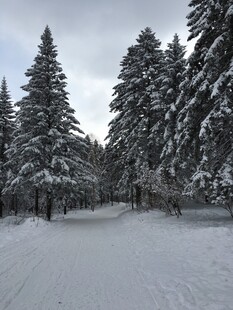 冬日雪覆森林静谧景象
