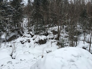 冬日雪景中的森林景观