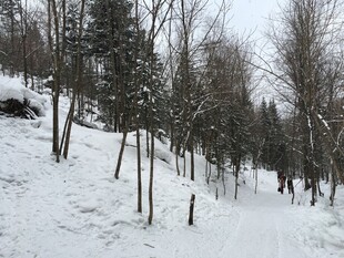 冬日雪覆山林小径