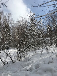 雪覆灌木的冬日景象