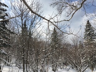 冬日雪覆树林美景