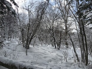 冬日雪覆树林美景