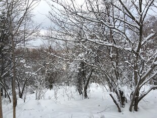 冬日雪景中的树林