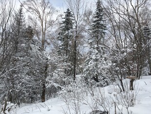 冬日雪景中的静谧树林