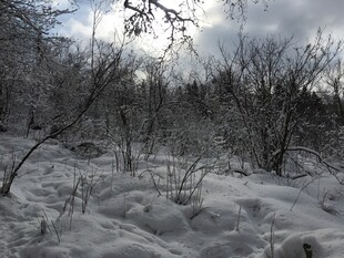 冬日雪覆荒野景象