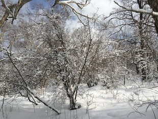 冬日雪景中的树木