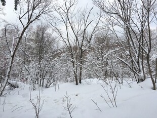 冬日雪覆树林美景
