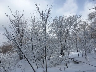 冬日雪景中的银白树林