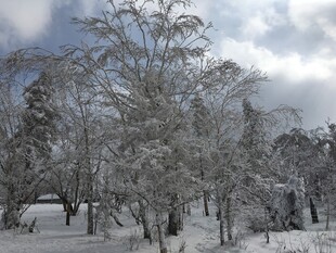 雪覆树林的冬日美景