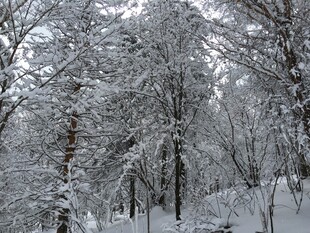 冬日雪景中的银白树林