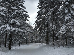冬日雪覆林间小道