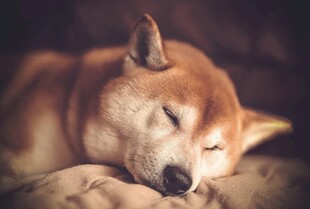熟睡的柴犬