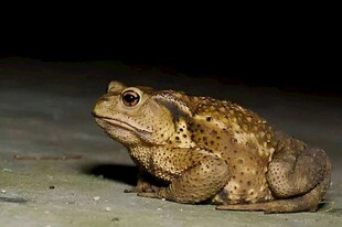 石蛙