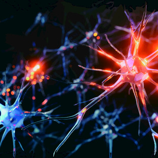 神经元的绚丽微观世界