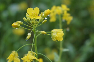 黄色小花绽放于绿意间