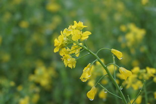 田野中的灿烂黄色油菜花